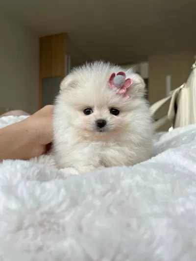 Pomeranian Yavrularımız İçin Arayabilirsiniz