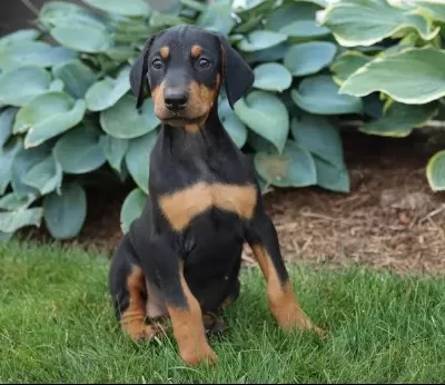 Ruhsatlı Köpek Çifliğinden Doberman Yavrular A Scrli