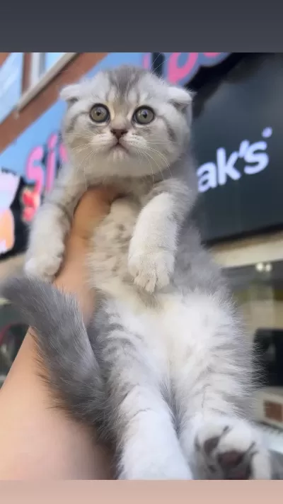 Scottish Fold Dişi Blue Golden