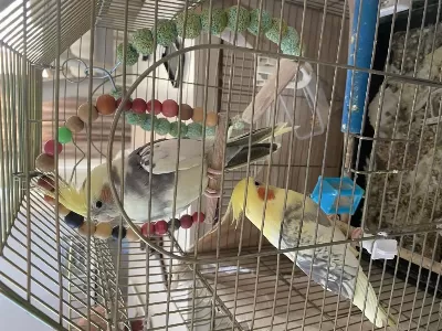 Dişi Erkek Çift Olarak Satılacak Sultan Papağanı