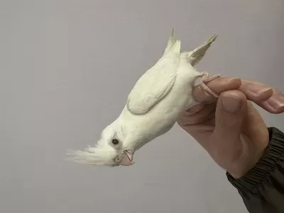 Cinnamon Albino Kırmızı Göz Sultan Papağanı