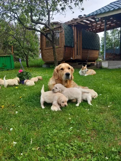 Golden Retriever Yavrular İçin Ulaşabilirsiniz