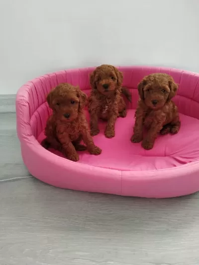 Ankaranın En Seçkin Toy Poodle Yavruları