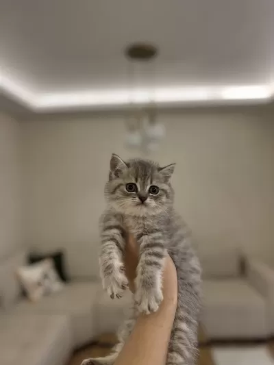 Güzeller Güzeli British Shorthair Yavrular
