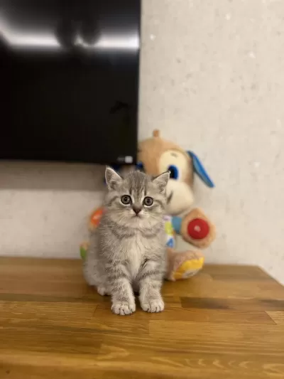 British Shorthair Yavrular