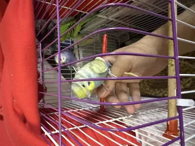 Ele Alişik Bebek Yeni Yeme Düşmüş Muhabbetler