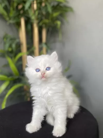 British Longhair Beyaz Yavrularim