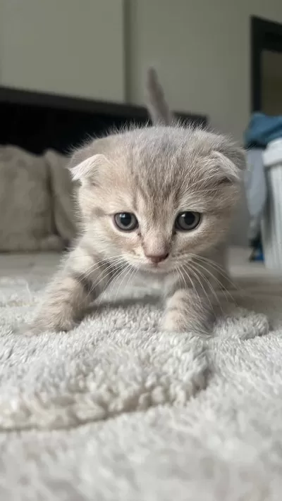 Sağlıklı Yavru Scottish Fold