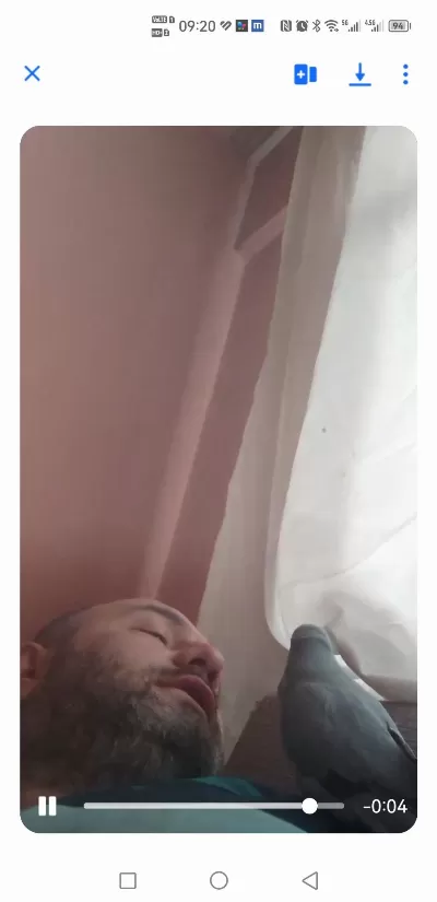 Pakistan Papağanı Evcil Dişi