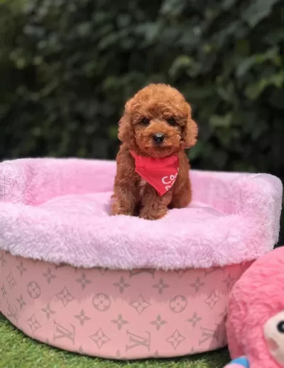 Orjinal Toy Poodle Yavruları