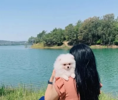 Pomeranian Boo Teacup Üst Kalite Erkek Yavrumuz