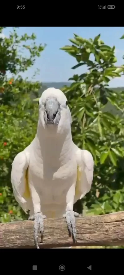 Full Evcil Tam Bir Çocuk Aile Dostu Kakadu