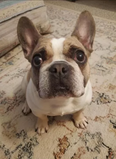 Fransız Bulldog Kızım