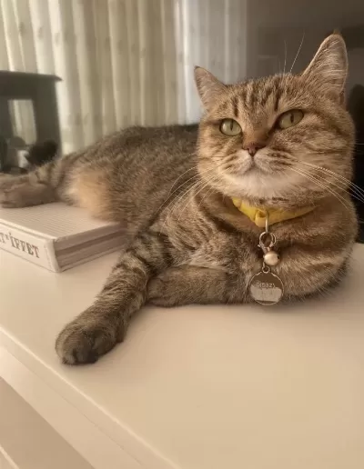 British Shorthair 6 Yaşında