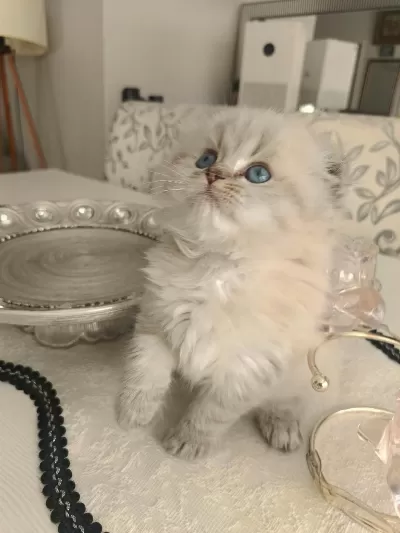 Safkan British Longhair Erkek