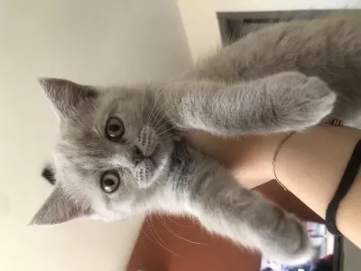 Çok Uyguna 2.5 Aylık British Shorthair Yavrular