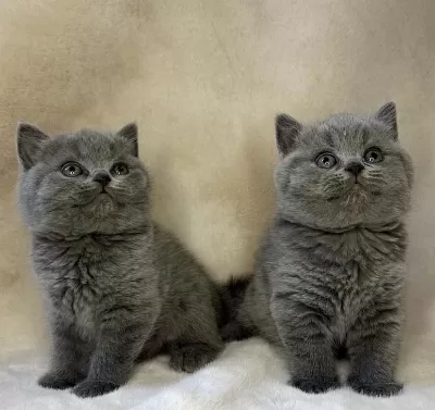 Ayi Surat British Shorthair Yavrularim