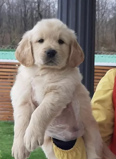 İrk Ve Sağlık Garantili Golden Retriever Bebekler