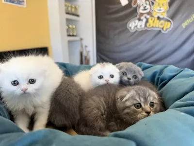 Top Kafa Scottish Fold Yavrular Mağazamizda Görün