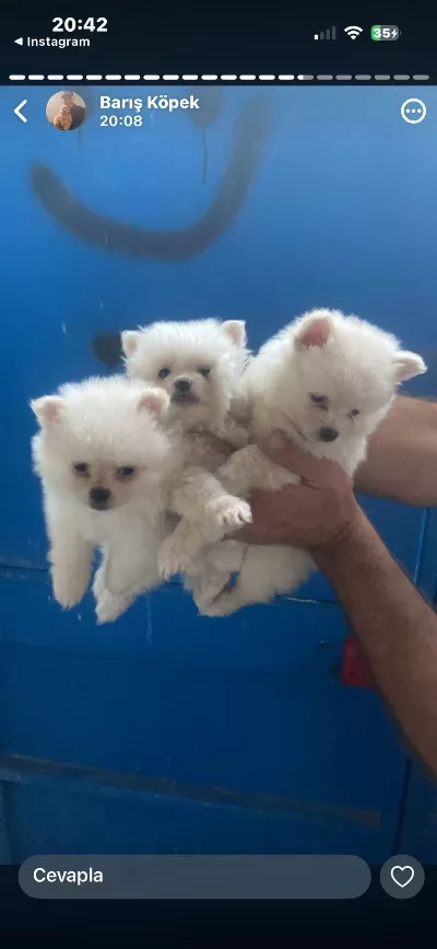 Pomeranian Yavrular İrk Sağlık Garantili