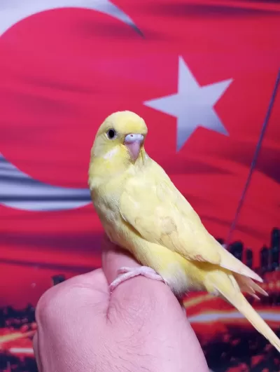 Sağlıklı Yavru Veya Damızlık Muhabbet Kuşlar