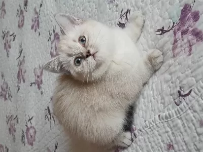 British Shorthair Silver