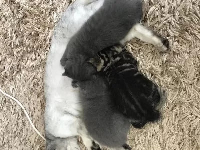 1 Aylık British Shorthair Yavrular