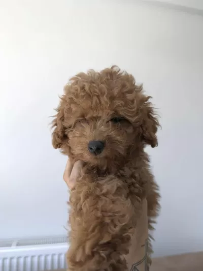 Harika Orijinal Poodle