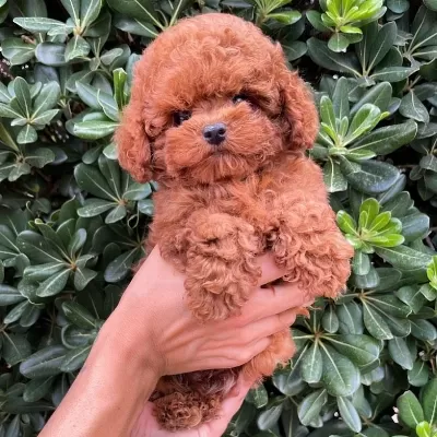 İrk Garantili Toy Poodle Yavrulari