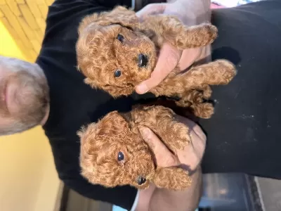 Sağlıklı Poodle Bebeklerim