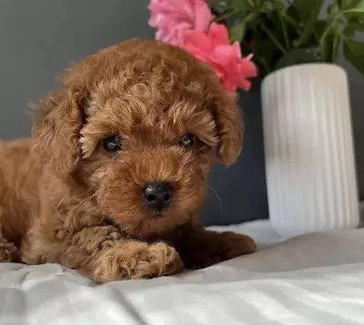Kore Kan Red Toy Poodle Yavrularim