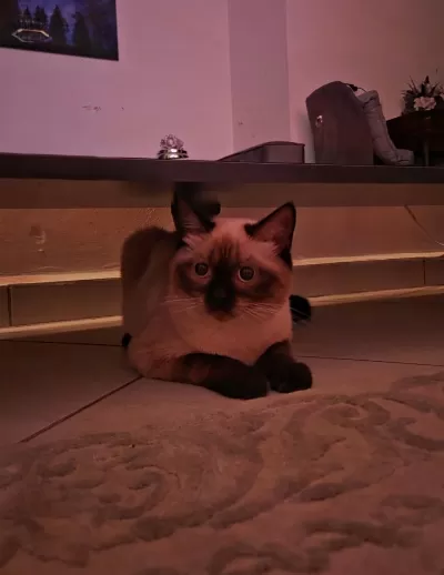 Erkek Çikolata Point British Shorthair