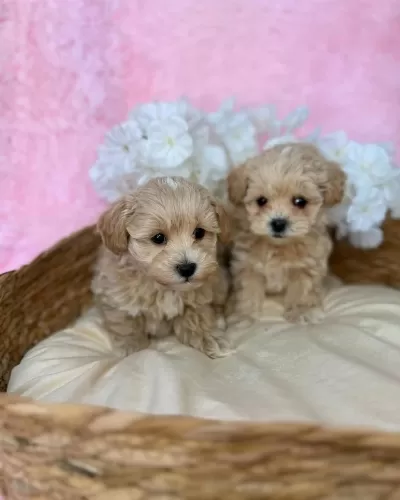 İrk Garantili Maltipoo Yavrulari