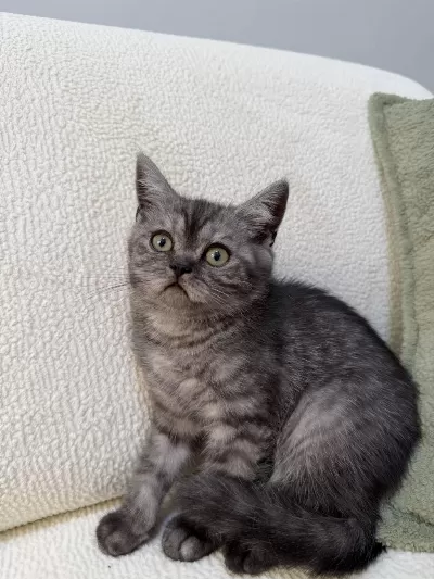Anne Altından Kurt Adam Erkek Oyuncu British Shorthair