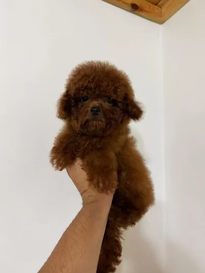 Gerçek Kore Poodle Yavrular