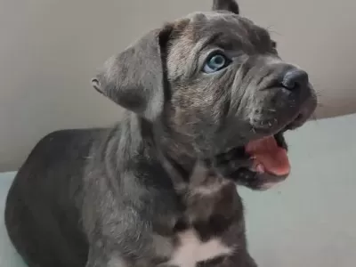 Safkan Cane Corso Yavrular