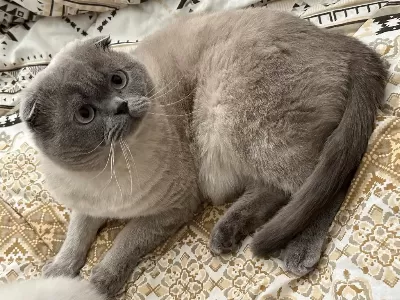 Scottish Fold Blue Point Erkek