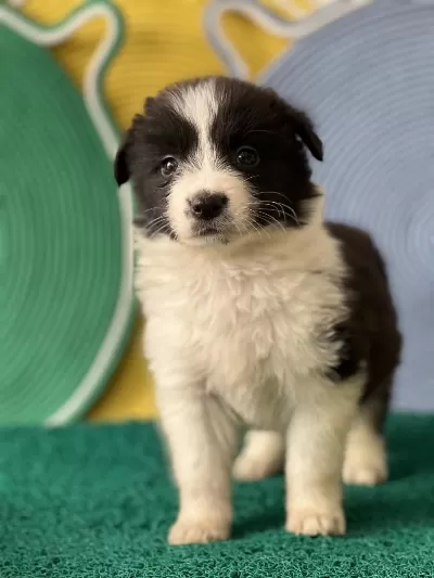 Zeka Küpü İrk Garantili Border Collie Yavrular