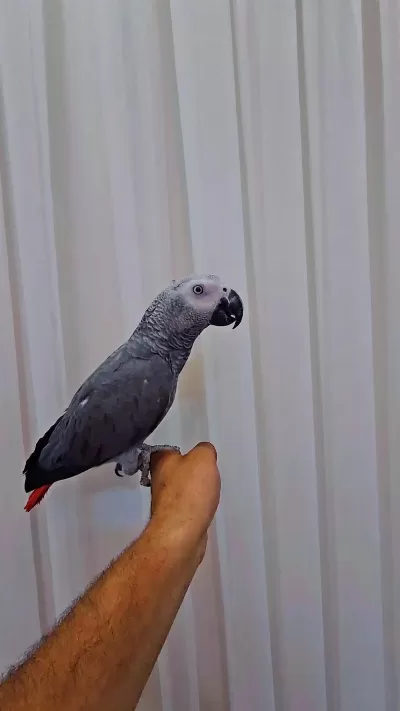 Full Evcil Oyun Hamuru Gibi Jako