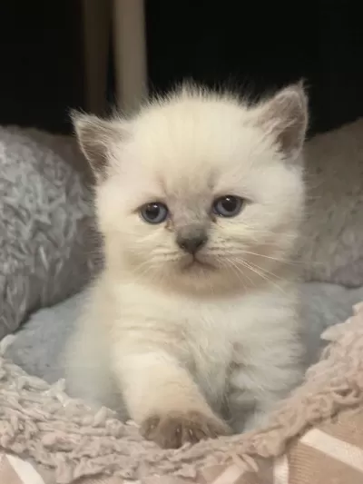 British Shorthair Bebekler 2 Aylık