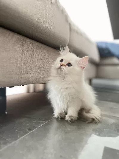 Yeni Ailesini Arıyor British Longhair