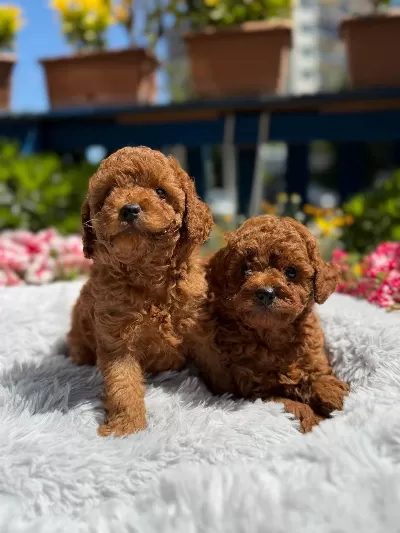 Orijinal Toy Poodle Yavrular Ataşehir