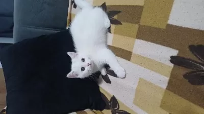 British Shorthair Yavrumuz