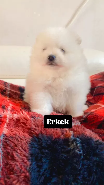 Erkek Pomeranian Boo
