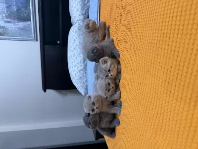 7 Adet Scottish Fold Yavrusu