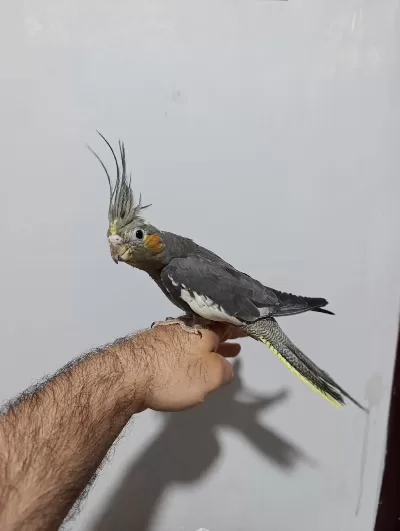 4 Aylik Erkek Sultan Papağanlar Konuşan