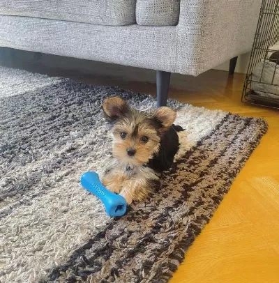 Mini Minnak Yorkshire Terrier Bebeklerimiz