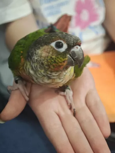 Konur Papağanı Ele Alışkın