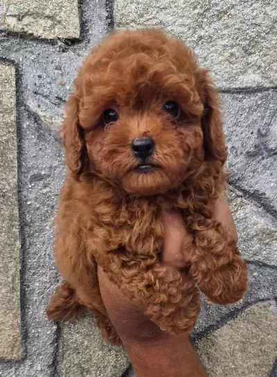 Toypoodle Yavrularımız