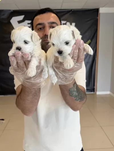 Shoooowwww Kalite Maltese Terrier Yavrular Ankara Mağazmzd